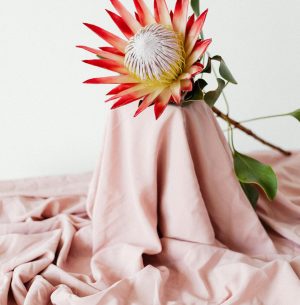 King Protea King Protea
