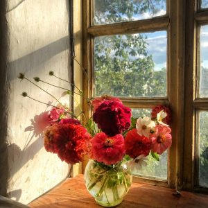 Zinnias Flower a glass vase filled with red, pink, and white flowers, placed on a wooden windowsill.