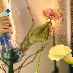 Mist the Flowers Daily a person with fair skin and long blonde hair gently misting a delicate light pink gerbera daisy with a blue and white spray bottle filled with water.