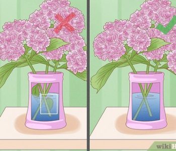Remove the leaves On the left, marked with a red X, leaves are submerged in the water. On the right, marked with a green checkmark, the leaves below the water level have been removed.